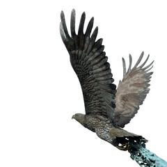 Majestic eagle soars powerfully, wings outstretched against a dark sky, a symbol of freedom and strength, perfect for powerful and inspiring designs.