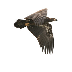 Magnificent immature bald eagle soars gracefully with wings spread wide, capturing the spirit of freedom and power in flight, a symbol of American wildlife
