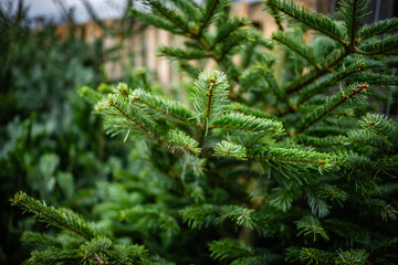 Close-Up Of Coniferous Christmas Tree Needles Outdoors