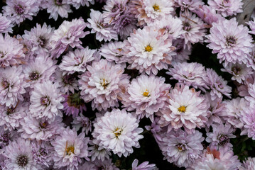 pink and white chrysanthemums
