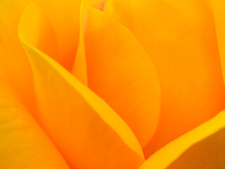 Obraz premium Close-up of yellow flower petals forming smooth abstract curves — minimal macro shot highlighting texture, light, and warm color harmony