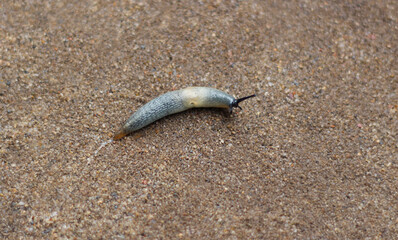 The slug crawls along the road, leaving a trail behind it.