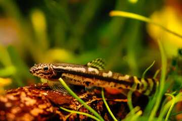 Protomyzon pachychilus panda loach, Yaoshania pachychilus river asia suckermouth fisch. Panda loach goby Thick lipped loach, Pandaschmerle bottom feeder and algae eater, ornamental fish	