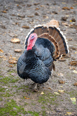 A turkey stands proudly on wet soil, displaying its feathers. Leaves surround the bird, showcasing a rustic environment typical of rural Turkey during the day.