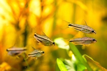 many corydoras pygmaeus, group blackbanded corydoras dwarf armored catfish underwater swimming. Gastrodermus Corydoras pygmaeus miniature tropical catfish in the nature freshwater aquarium tank