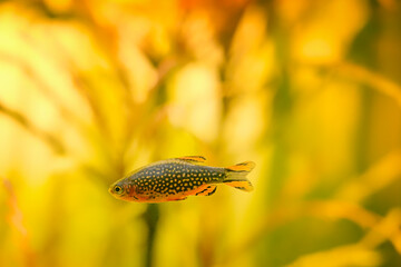 microrasbora galaxy, galaxy rasbora freshwater fish is often as often referred as pearl danio margaritatus, rasbora galaxy or celestial pearl danio in nature aquarium. macro aquascaping photography