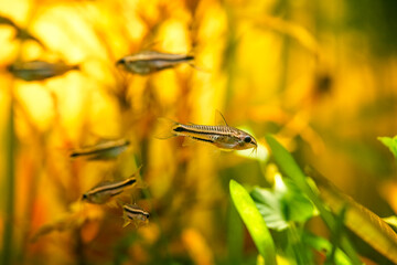many corydoras pygmaeus, group blackbanded corydoras dwarf armored catfish underwater swimming. Gastrodermus Corydoras pygmaeus miniature tropical catfish in the nature freshwater aquarium tank