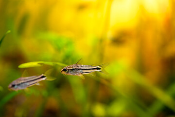 Corydoras pygmaeus, blackbanded corydoras dwarf armored catfish underwater swimming. Gastrodermus Corydoras pygmaeus miniature tropical catfish in the nature freshwater aquarium tank