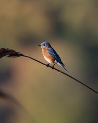 Eastern Bluebird 