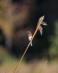 Eastern Bluebird in North Carolina