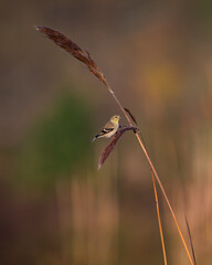 American Goldfinch