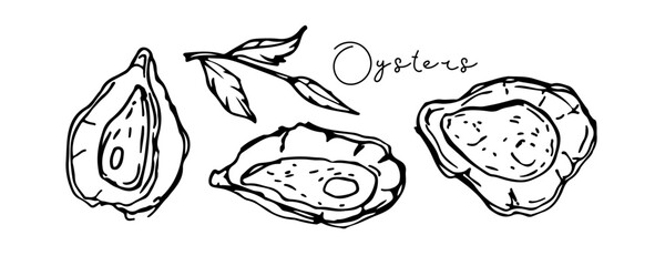 Fresh oyster set. Hand drawn doodle sketch vector illustration and hand written inscription. Sign for menu of fish restaurants, for packaging, markets and shops. Food template for menu, diet. Seafood.