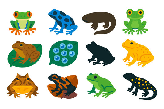 Rainforest Amphibian Icons. Flat vector icons of rainforest amphibians: red-eyed tree frog, poison dart frog, giant salamander,