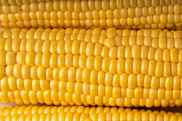 Sweet corn ears closeup. Fresh maize cob macro texture, autumn sweetcorn, corncob close up