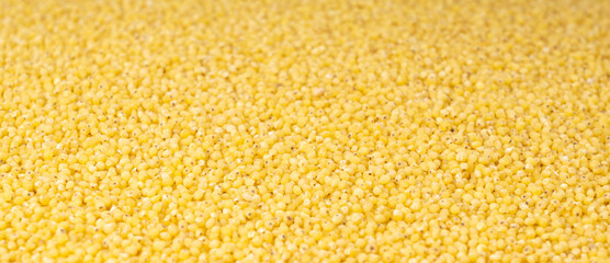 Raw millet grains textured background. Little yellow cereal pattern, natural foxtail small seeds