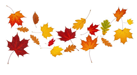 Assorted Autumn Leaves on  transparent or white Background