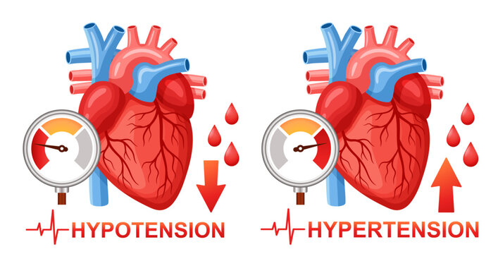 Blood arterial pressure measuring, heart organ health, hypotension, hypertension cardiac cardiology cardiovascular disease. High, low cardio heartbeat pulse rhythm check with medical tonometer. Vector