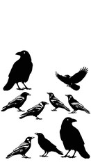 A Gathering of Ravens - Silhouette Against a Stark White Canvas.