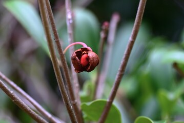 Ternstroemia gymnanthera tree. Flowers bloom in summer and the fruit ripens in autumn, splitting open to reveal orange-red seeds. Fruit only appears on trees with bisexual flowers.