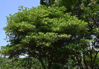 Fototapeta premium Ternstroemia gymnanthera tree. Flowers bloom in summer and the fruit ripens in autumn, splitting open to reveal orange-red seeds. Fruit only appears on trees with bisexual flowers.