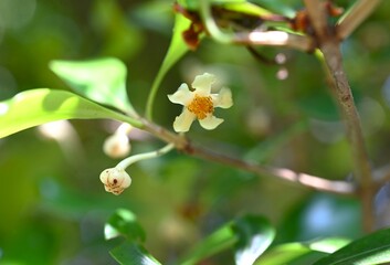 Ternstroemia gymnanthera tree. Flowers bloom in summer and the fruit ripens in autumn, splitting open to reveal orange-red seeds. Fruit only appears on trees with bisexual flowers.