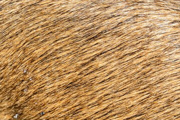 Natural dog wool texture, wallpaper.