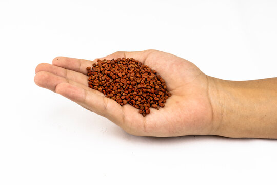 Annatto tree bixa orellana seeds 