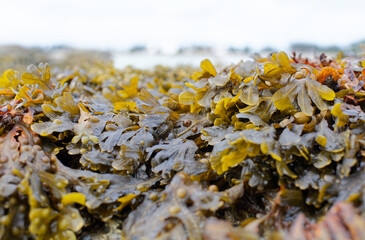 gros plan sur des algues en bretagne