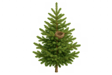 Pine tree with bird nest on branches, symbolizing a new home, nature, and hope, transparent background