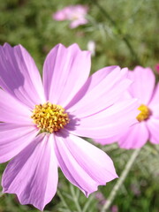 コスモスの花のアップ