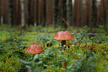 Two orange-cup boletus mushrooms in a rainy forest