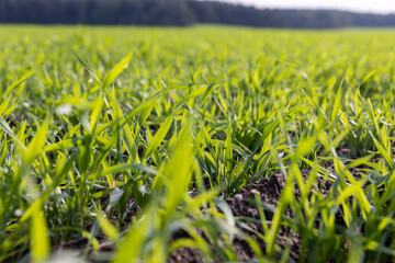 field with green wheat sprouts in the autumn season for early grain harvest, wheat grass resistant to cold weather planted in autumn for wintering and early grain harvest