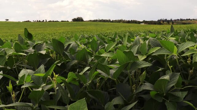 Close-up of a vibrant green soybean plant, with its leaves backlit by the morning sun in a farm field, symbolizing growth and agriculture.