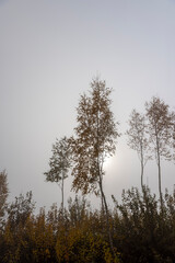 foliage on a birch tree in cloudy autumn weather in the forest, foggy morning and deciduous birch tree with the last yellow foliage before the fall, foggy weather with thick fog