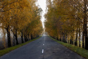 an asphalt road lined with birch trees with bright yellow foliage, a road and autumn trees in sunny weather with a blue sky