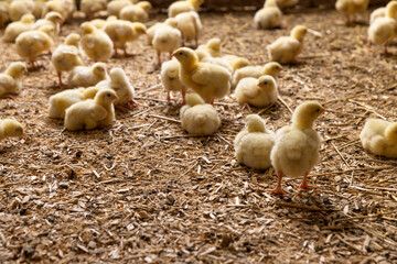 a group of small chickens in yellow fluff at a poultry farm for growing meat breeds of poultry, yellow small chickens in a poultry farm building, a close-up of several chickens after hatching