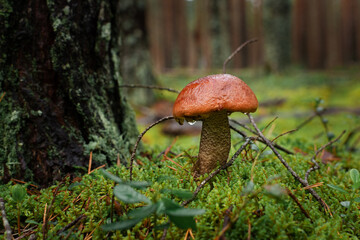 Orange-cup boletus mushrooms in a rainy forest