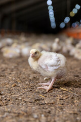 a lot of chickens in an old poultry farm, a large number of yellow fluffy chicken chicks walking through sawdust, a breed of chicken broiler to produce meat, a chicken broiler to produce poultry meat