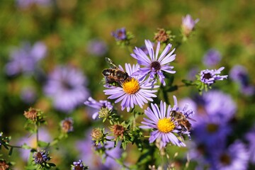 Common drone fly on aromatic aster.