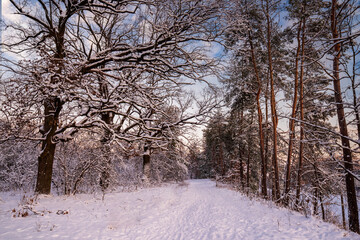 Snow covered forest path winding through a serene winter landscape with bare oak trees on one side and tall pine trees on the other, creating a tranquil scene under a soft sky
