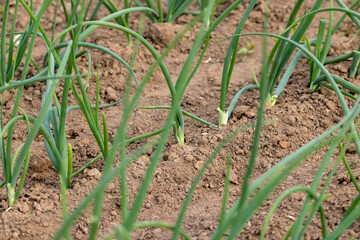 green onions growing in an agricultural field, dry summer weather with dry soil, the need for maintenance and watering of green onions