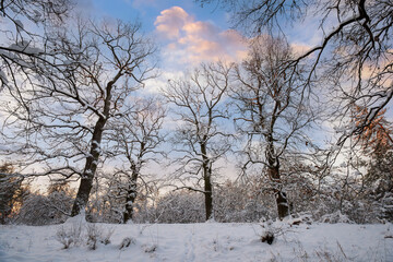Serene winter landscape showing snow blanketing a forest of bare trees with their branches reaching towards a partially cloudy sky, evoking a sense of calm and cold seasonal beauty