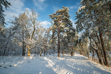 Snow covered trees line a winding forest path with long shadows stretching across the fresh snow under a clear blue sky, capturing the serene beauty of a winter landscape