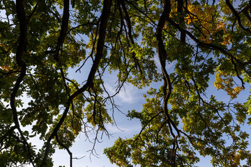 oak foliage and branches in the autumn season before the fall of leaves, one oak in autumn, the foliage of which began to change color to yellow and orange