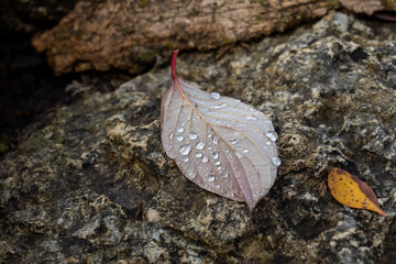 Single autumn leaf with water droplets resting on wet rock surface. Calm, quiet, melancholic mood of early fall after rain. Real photo