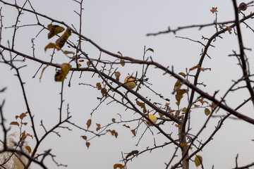 there are few leaves on a wild apple tree and several apples hanging on branches, the autumn is at the end of October, cloudy and dreary weather with a gray sky and dense fog