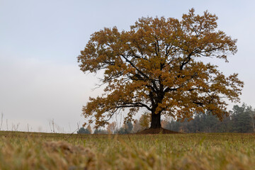 beautiful yellow and orange an oak tree growing in the field during the autumn season, cloudy weather in mid-autumn before leaf fall