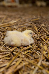 yellow chicken at a poultry farm for growing meat breeds, one chicken covered with yellow fluff on sawdust in the poultry farm building, the chickens are about three days old