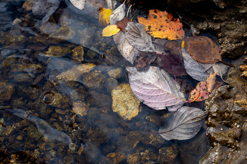 Autumn leaves floating in clear water above the rocky bottom of a stream. Seasonal natural backdrop, autumnal mood. Real photo