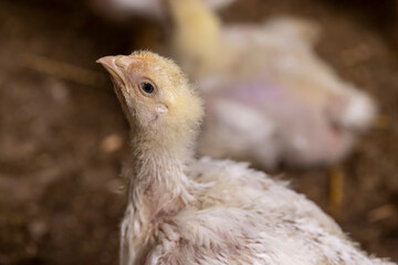 one fat chickens in a large industrial enterprise in the field of poultry farming, fat young broiler chickens are fattened to ensure the meat industry